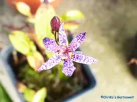 comp_P1250898.webp