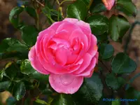 comp_P1250908.webp