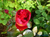 comp_P1250909.webp