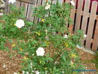 comp_P1250910.webp