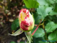 comp_P1250912.webp