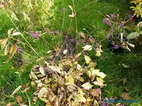 comp_P1250905.webp