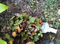 comp_P1250916.webp