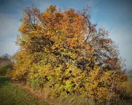DSCF4156 (3).webp