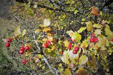 DSCF4158 (3).webp