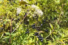 DSCF4159.webp