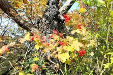 DSCF4160 (2).webp