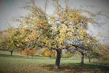 DSCF4167 (2).webp