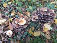 P1550271.webp