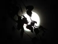 Copy of IMG_6716v.webp
