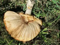 Copy of IMG_9763v.webp