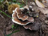 P1540701.webp