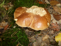 P1540730.webp