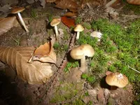 P1540715.webp