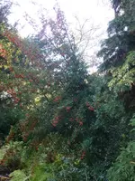 P1030230.webp