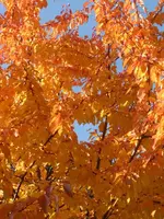 P1550290.webp