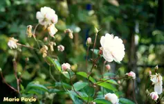 IMG_9686.webp