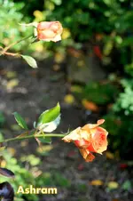 IMG_9689.webp