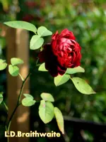 IMG_9699.webp