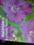 Clematis Ashva.jpg
