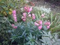 CAM01331.webp