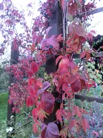 CIMG1694.webp