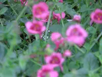 CIMG4142.webp