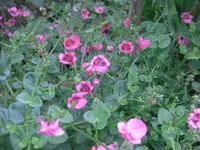 CIMG4143.webp