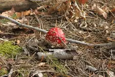 fliegenpilz.webp