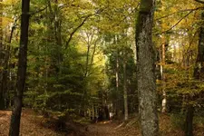 Waldweg+++++ 2.webp
