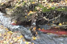 DSCF4205.webp