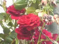BILD4707.webp