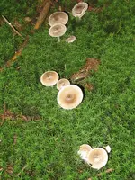 042_600x800.webp
