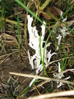 044_600x800.webp
