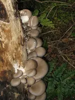 austernpilz.webp