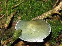 blauer träuschling.webp