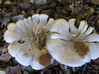 nebelkappe.webp