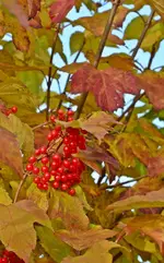 DSC_5932.webp