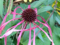 DSCN0293.webp