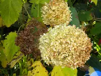DSCN0312.webp
