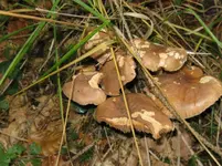 008_1067x800.webp