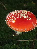 016_600x800.webp