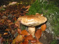 013.webp