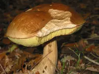 016.webp