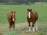 Tiere alt 367v.webp