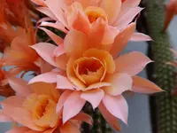 DSCF9494.webp