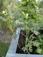 2015-09-06 Okra.webp
