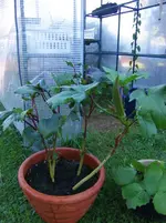 2013-08-01 Red Burgundy.webp