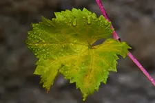 DSC_2665.webp