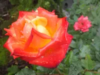 DSCF9818.webp
